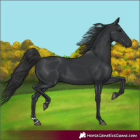 Horse Color:Black 