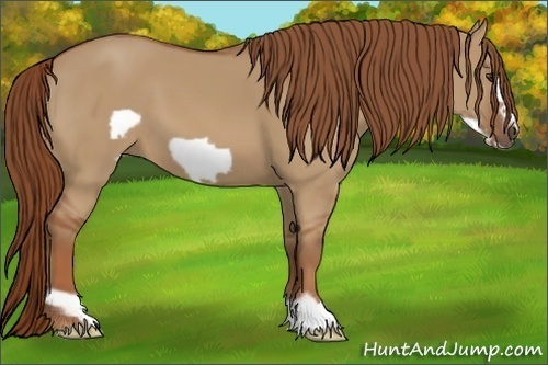 Horse Color:Red Dun Frame 