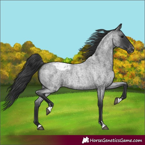 Horse Color:Blue Roan Appaloosa 