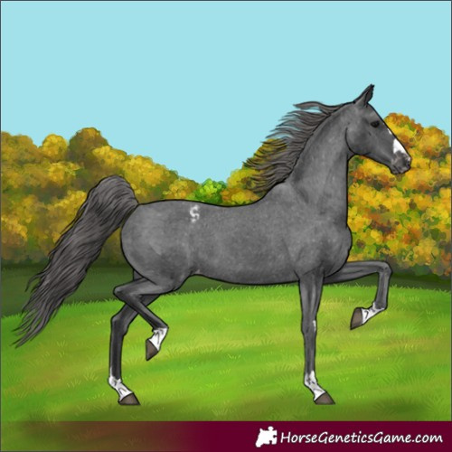 Horse Color:Black Appaloosa 
