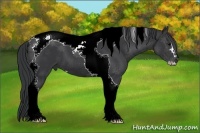 Horse Color:Black Sabino Tobiano