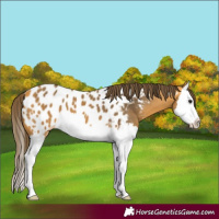 Horse Color:Buckskin Splash Appaloosa 