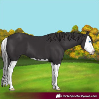 Horse Color:Smoky Black Splash 
