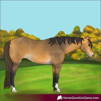 Horse Color:Buckskin