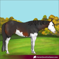 Horse Color:Brown Splash