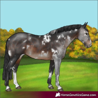 Horse Color:White Spotted Brown Sabino 
