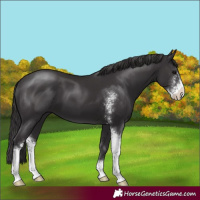 Horse Color:Smoky Black Sabino