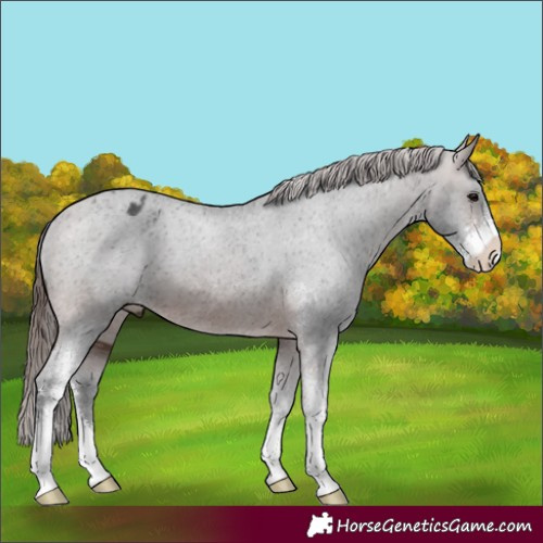 Horse Color:Brown Sabino Varnish 