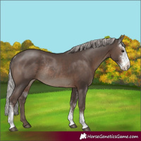 Horse Color:Silver Black Sabino Rabicano 