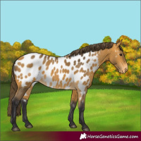 Horse Color:Buckskin Appaloosa
