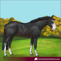 Horse Color:Brown Sabino