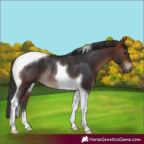 Horse Color:Bay Tobiano Rabicano 
