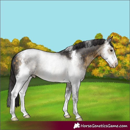 Horse Color:Buckskin Sabino 