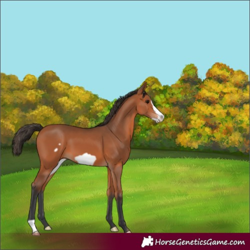 Horse Color:Unknown 