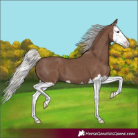 Horse Color:Silver Black Splash 