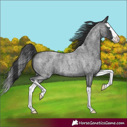 Horse Color:Blue Roan Splash 