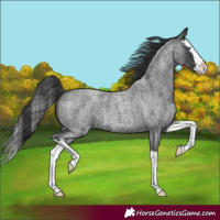 Horse Color:Blue Roan Splash 