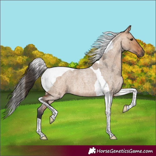 Horse Color:Bay Roan Dun Tobiano 