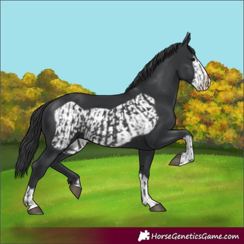 Horse Color:Black  and Black Frame 