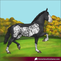 Horse Color:Black  and Black Frame 