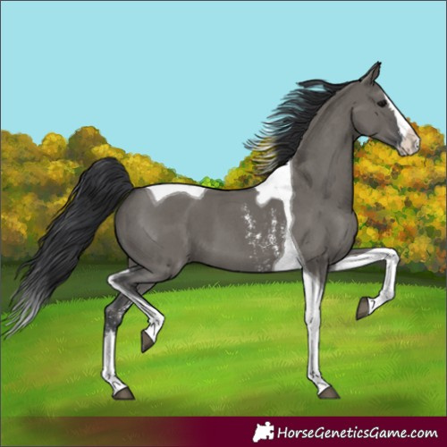 Horse Color:Grullo Sabino Splash Tobiano 
