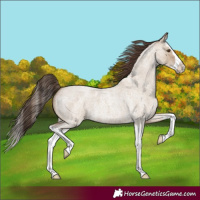 Horse Color:Classic Champagne Roan Dun Splash