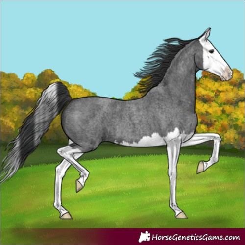 Horse Color:Blue Roan Splash 