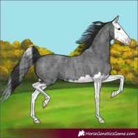 Horse Color:Blue Roan Splash 