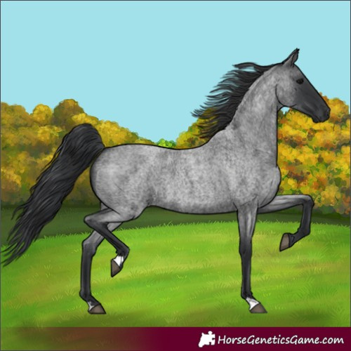 Horse Color:Blue Roan 