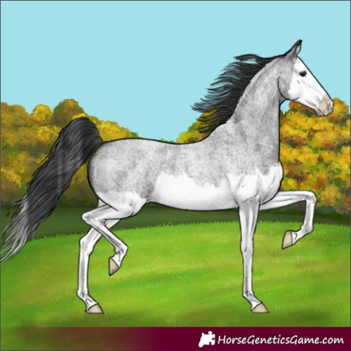 Horse Color:Blue Roan Splash 