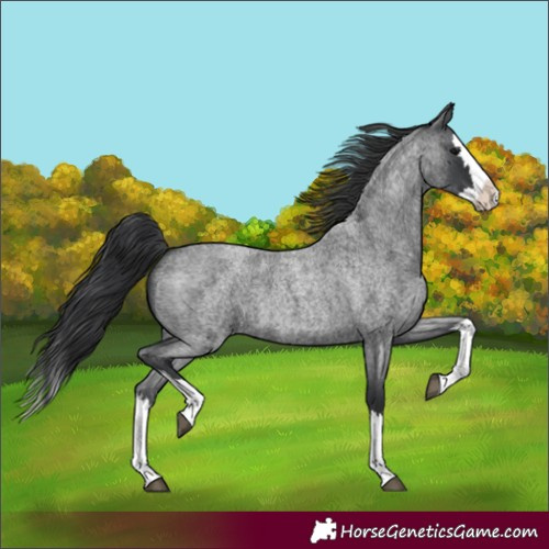 Horse Color:Blue Roan Splash 