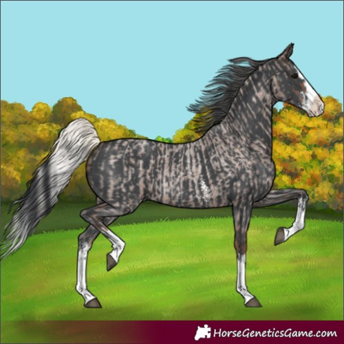 Horse Color:Silver Blue Roan Splash  and Black Sabino Splash 