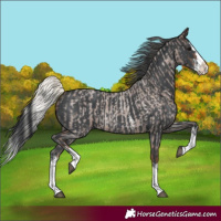 Horse Color:Silver Blue Roan Splash and Black Sabino Splash