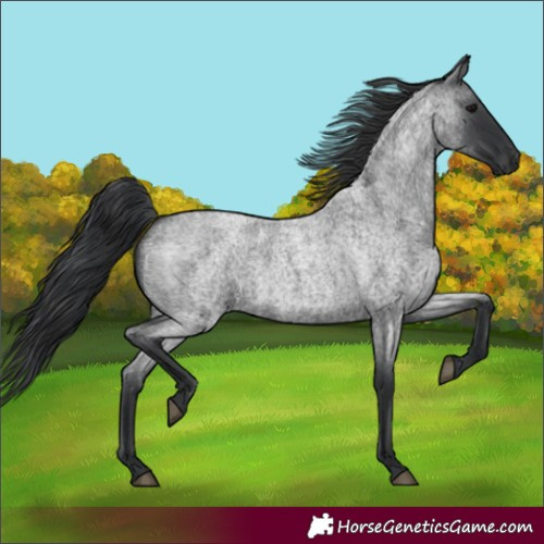 Horse Color:Blue Roan 