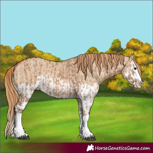 Horse Color:Red Dun Splash  and Red Dun Splash 