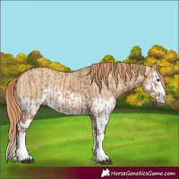 Horse Color:Red Dun Splash  and Red Dun Splash 