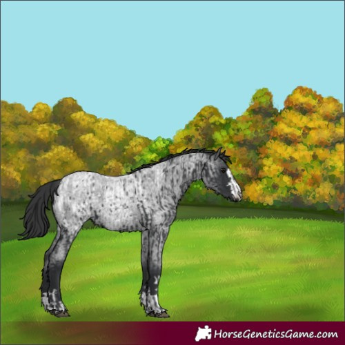 Horse Color:Black Appaloosa  and Blue Roan 