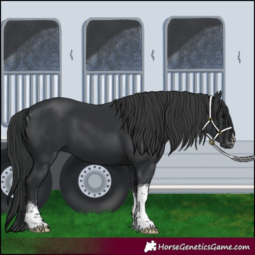 Horse Color:Black Sabino 