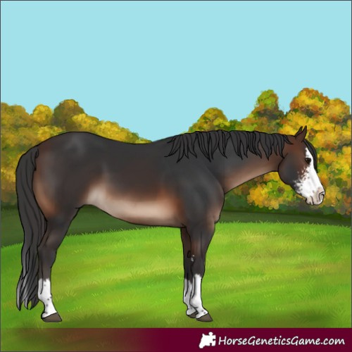 Horse Color:Brown Sabino Splash 
