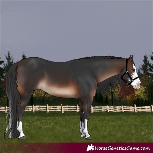 Horse Color:Brown Sabino Splash 