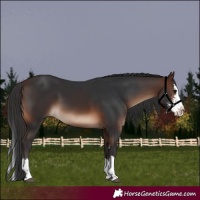 Horse Color:Brown Sabino Splash 