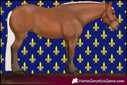 Horse Color:Silver Bay 