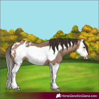 Horse Color:Bay Dun Splash Frame Appaloosa