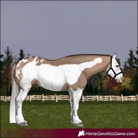 Horse Color:Bay Dun Splash Frame Appaloosa 