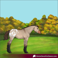 Horse Color:Bay Dun Appaloosa 