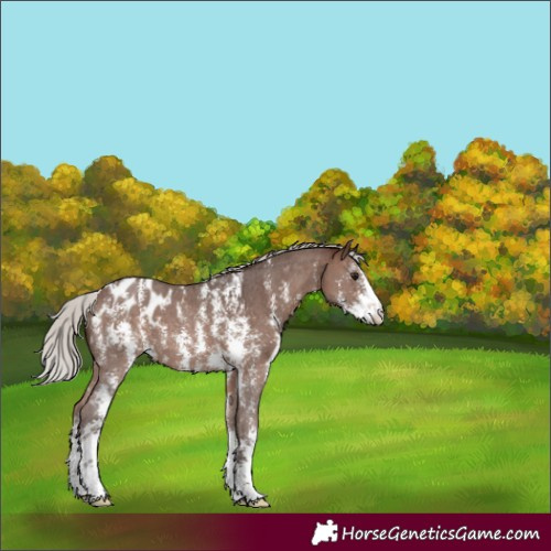 Horse Color:Silver Brown Sabino Appaloosa 
