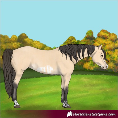 Horse Color:Buckskin Frame  and Buckskin Frame 