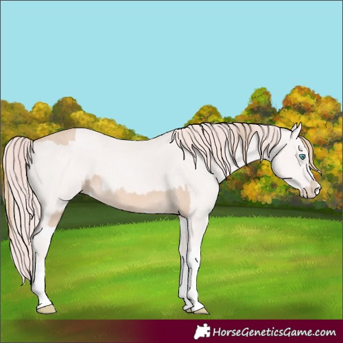 Horse Color:Perlino Splash and Perlino Splash