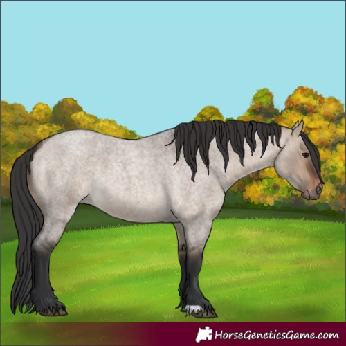 Horse Color:Brown Roan Dun