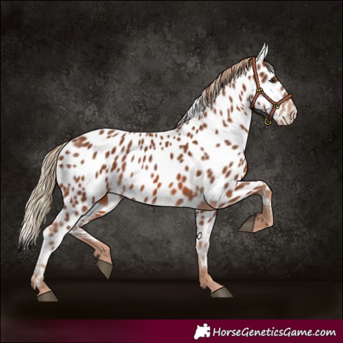 Horse Color:Chestnut Appaloosa